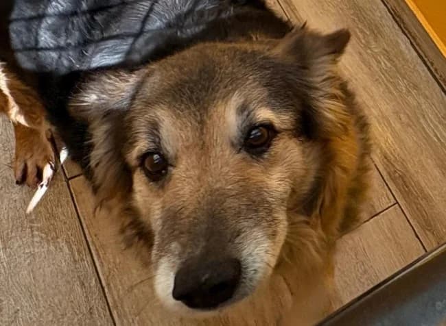 Ingrid tala, female senior Mixed Breed for adoption at ALBA Protectora Madrid, Madrid