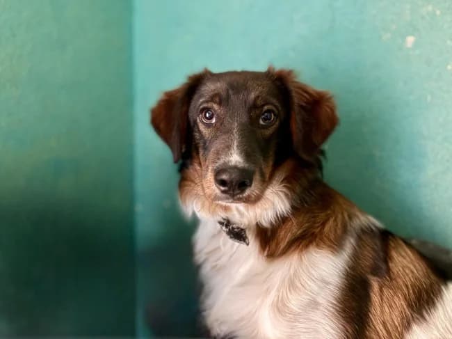 Jerry vulne, male young Mixed Breed for adoption at ALBA Protectora Madrid, Madrid