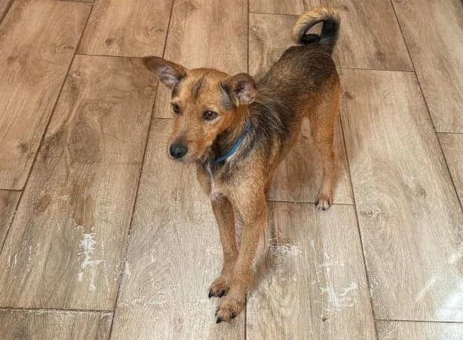 Juanito t, male young Mixed Breed for adoption at ALBA Protectora Madrid, Madrid