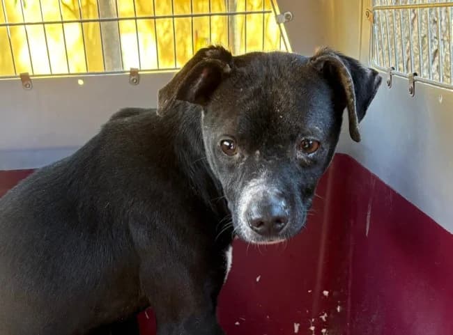 Lao cai dina, male young Mixed Breed for adoption at ALBA Protectora Madrid, Madrid