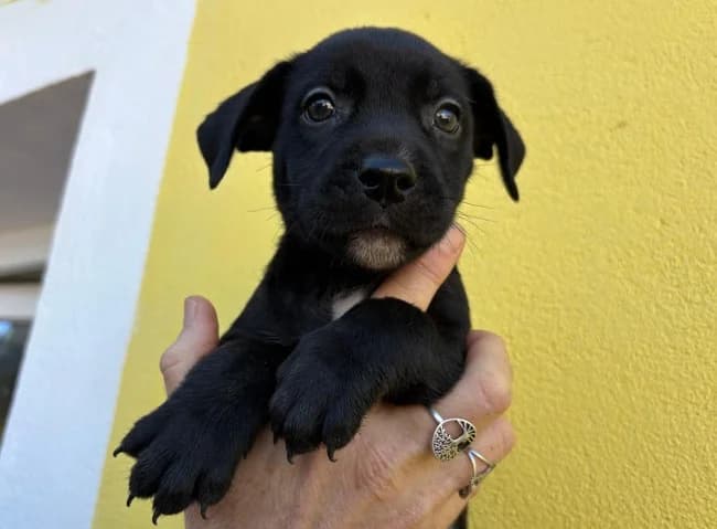 Larisa motril, female puppy Mixed Breed for adoption at ALBA Protectora Madrid, Madrid