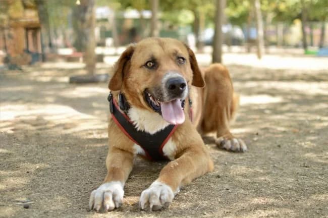 Leon dina, male young Mixed Breed for adoption at ALBA Protectora Madrid, Madrid
