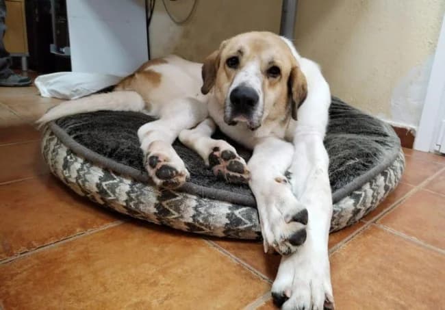 Leprechaun, male 4yo Spanish Mastiff for adoption at ALBA Protectora Madrid, Madrid