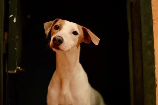 Libelula t, female young Mixed Breed for adoption at ALBA Protectora Madrid, Madrid