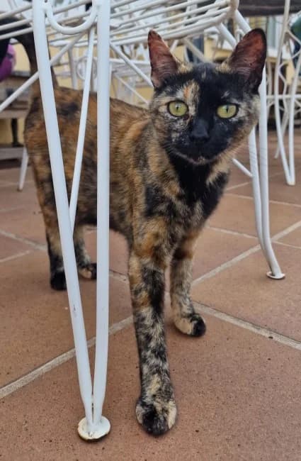 Luisa cerril, female 4yo Mixed Breed for adoption at ALBA Protectora Madrid, Madrid