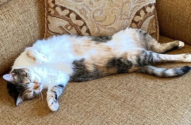 Lupei a, female 6yo Mixed Breed for adoption at ALBA Protectora Madrid, Madrid