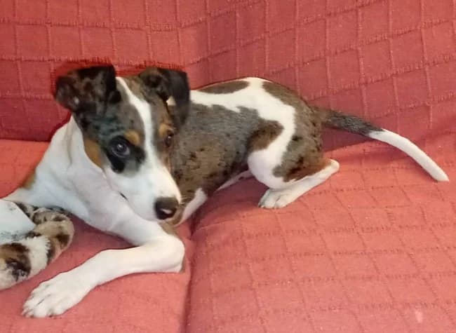Marmol union, male Mixed Breed for adoption at ALBA Protectora Madrid, Madrid