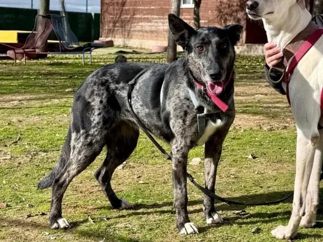 Maxda dana, female 6yo Mixed Breed for adoption at ALBA Protectora Madrid, Madrid