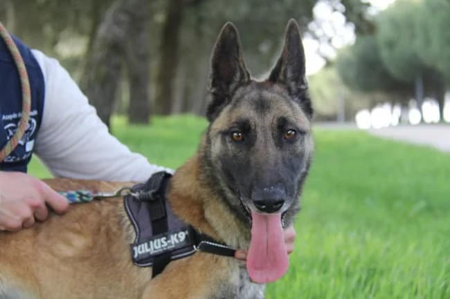 Maybelline ciaam, female 6yo Mixed Breed for adoption at ALBA Protectora Madrid, Madrid
