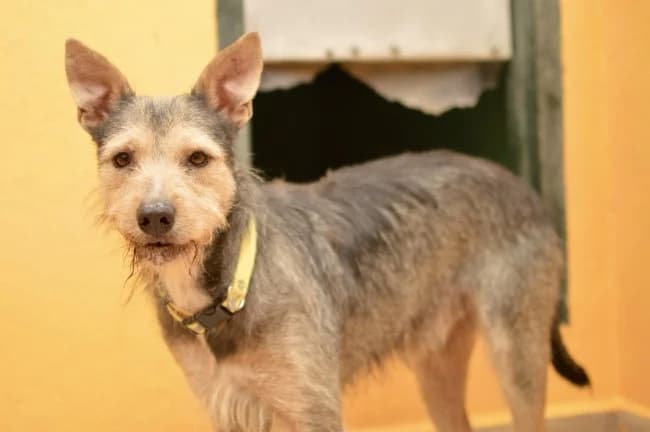 Mekong dina, male young Mixed Breed for adoption at ALBA Protectora Madrid, Madrid