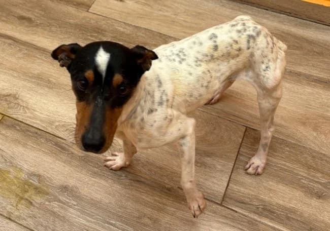 Milo tala, male 7yo Mixed Breed for adoption at ALBA Protectora Madrid, Madrid