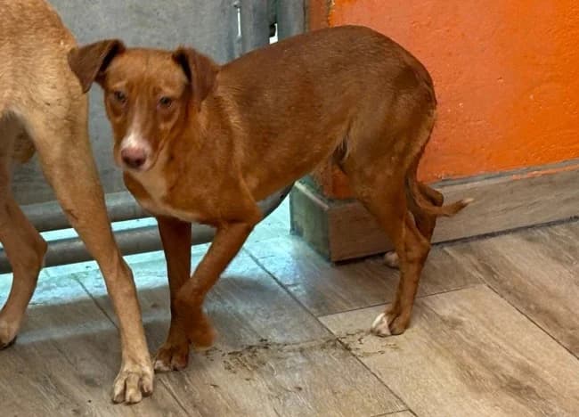Mirna cete, female young Mixed Breed for adoption at ALBA Protectora Madrid, Madrid