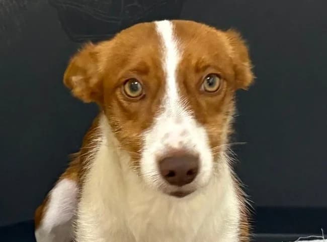 Miss marple arga, female young Mixed Breed for adoption at ALBA Protectora Madrid, Madrid