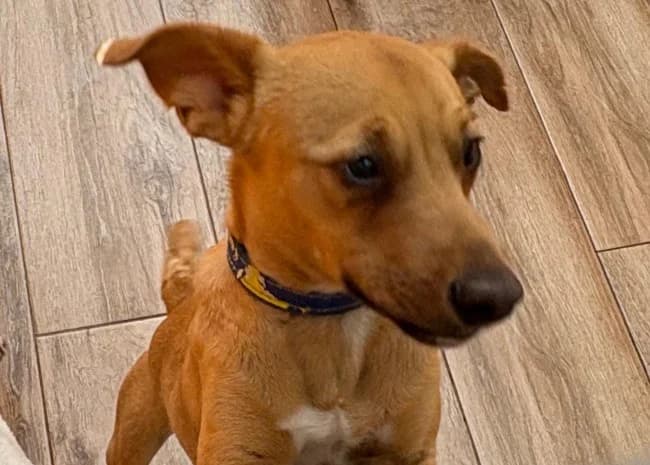 Mollete union, male Mixed Breed for adoption at ALBA Protectora Madrid, Madrid