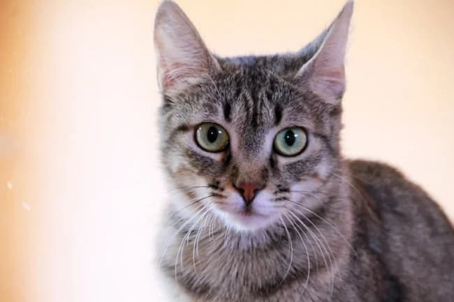 Moralina, female young Mixed Breed for adoption at ALBA Protectora Madrid, Madrid