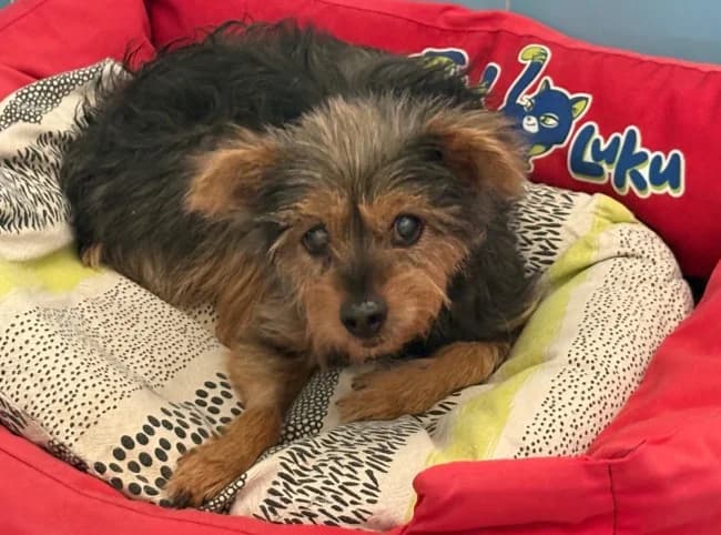 Nadia arga, female senior Mixed Breed for adoption at ALBA Protectora Madrid, Madrid
