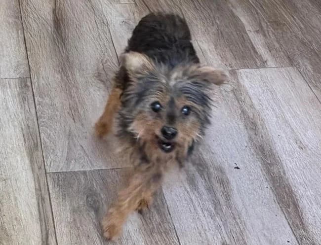 Nadia arga, female senior Mixed Breed for adoption at ALBA Protectora Madrid, Madrid