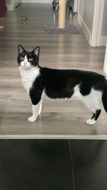 Najera, female young Mixed Breed for adoption at ALBA Protectora Madrid, Madrid