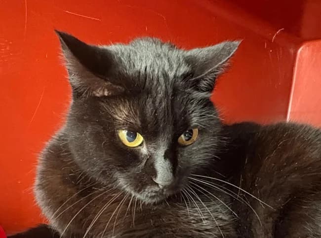 Odalisca, female young Mixed Breed for adoption at ALBA Protectora Madrid, Madrid