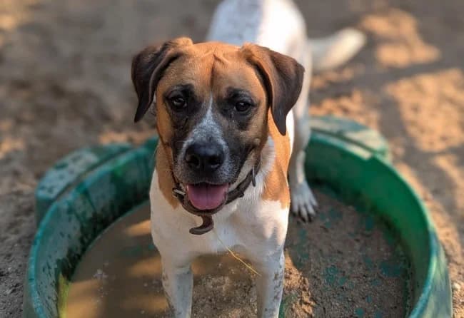 Oporto punto, male 5yo Mixed Breed for adoption at ALBA Protectora Madrid, Madrid