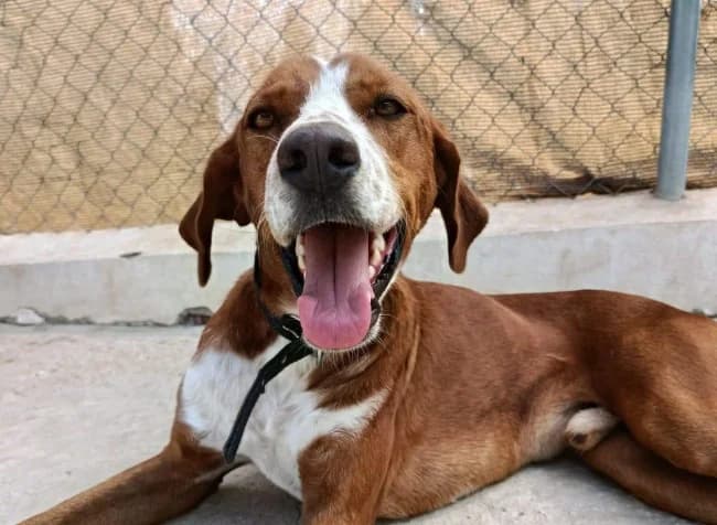 Orson unión, male young Mixed Breed for adoption at ALBA Protectora Madrid, Madrid