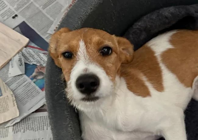 Pepe unión, male puppy Mixed Breed for adoption at ALBA Protectora Madrid, Madrid