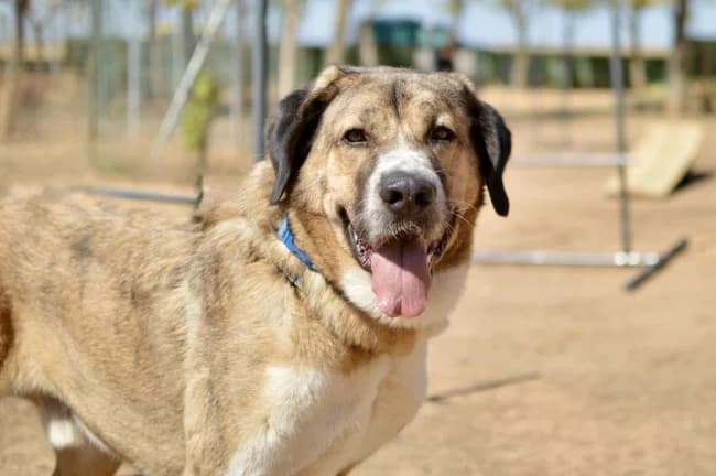 Pezuelo, male 4yo Mixed Breed for adoption at ALBA Protectora Madrid, Madrid