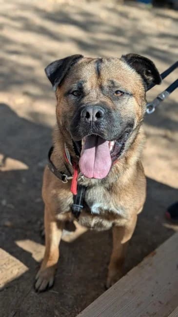 Philippe, male young Mixed Breed for adoption at ALBA Protectora Madrid, Madrid