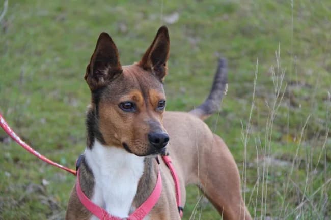 Piñato ciaam, male senior Mixed Breed for adoption at ALBA Protectora Madrid, Madrid