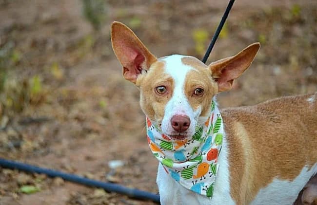 Pincho salva, male 3yo Mixed Breed for adoption at ALBA Protectora Madrid, Madrid