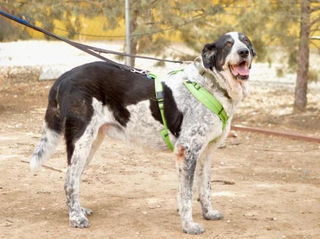 Pique inri, male 7yo Mixed Breed for adoption at ALBA Protectora Madrid, Madrid