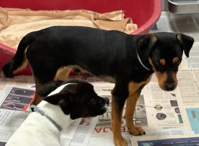 Platon tala, male puppy Mixed Breed for adoption at ALBA Protectora Madrid, Madrid