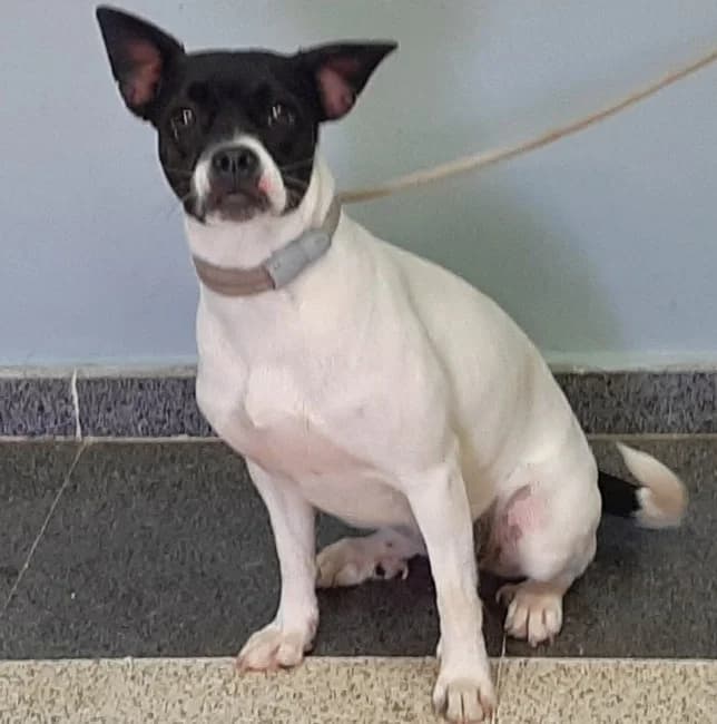 Priscilla tala, female puppy Mixed Breed for adoption at ALBA Protectora Madrid, Madrid