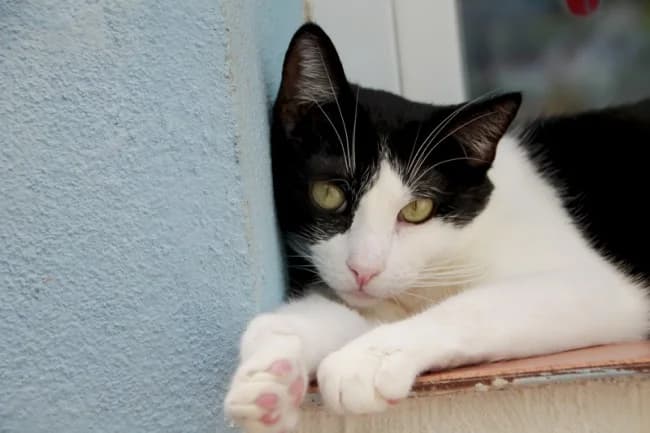 Pucherete coca, male 4yo Mixed Breed for adoption at ALBA Protectora Madrid, Madrid