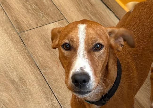 Rambo ino, male young Mixed Breed for adoption at ALBA Protectora Madrid, Madrid