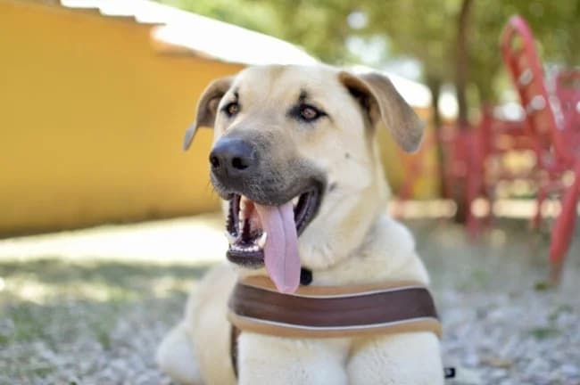 Regaliz orden, male young Mixed Breed for adoption at ALBA Protectora Madrid, Madrid