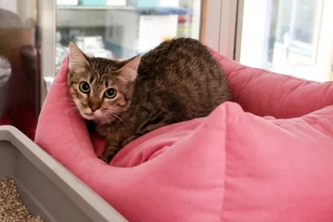 Roblita, female young Mixed Breed for adoption at ALBA Protectora Madrid, Madrid