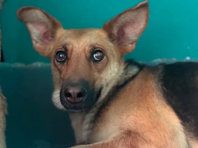 Ruperta, female young Mixed Breed for adoption at ALBA Protectora Madrid, Madrid