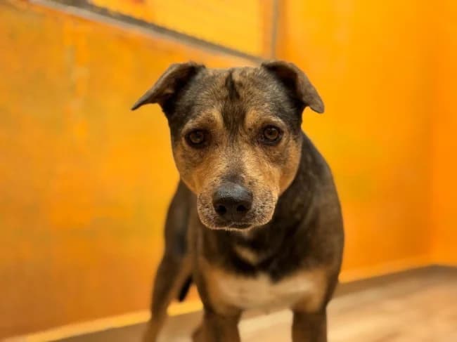 Saigon dina, male young Mixed Breed for adoption at ALBA Protectora Madrid, Madrid
