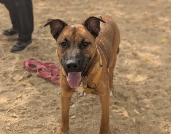 Sambara, female puppy Mixed Breed for adoption at ALBA Protectora Madrid, Madrid