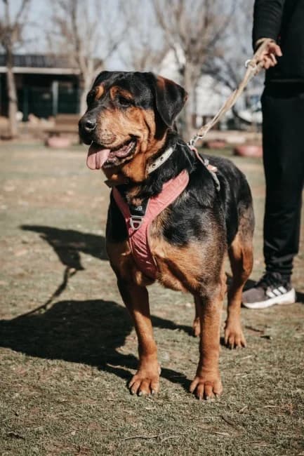 Saratoga, female 6yo Mixed Breed for adoption at ALBA Protectora Madrid, Madrid