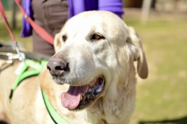 Shakira inri, female 7yo Mixed Breed for adoption at ALBA Protectora Madrid, Madrid