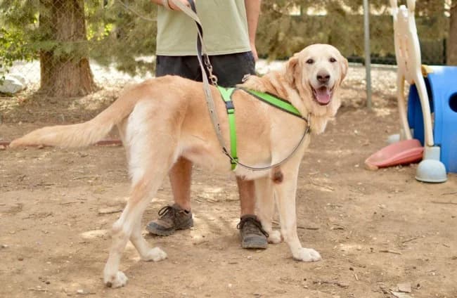 Shakira inri, female 7yo Mixed Breed for adoption at ALBA Protectora Madrid, Madrid