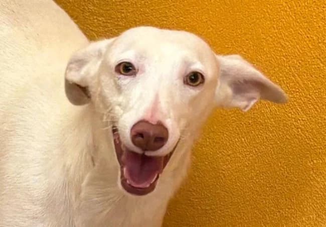 Sheila ino, female young Mixed Breed for adoption at ALBA Protectora Madrid, Madrid