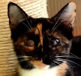 Sofiya mayo, female Mixed Breed for adoption at ALBA Protectora Madrid, Madrid