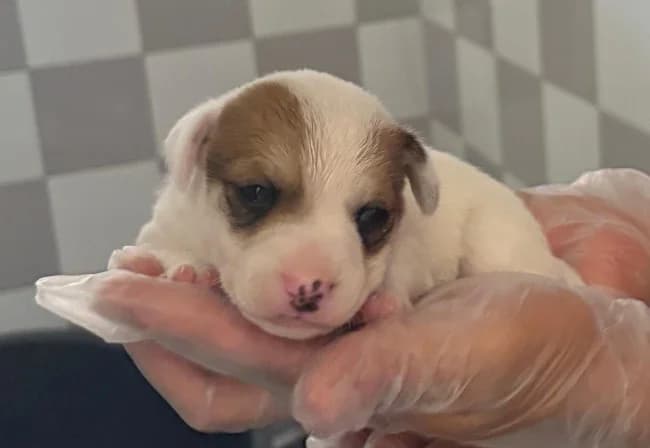 Table ho, male puppy Mixed Breed for adoption at ALBA Protectora Madrid, Madrid