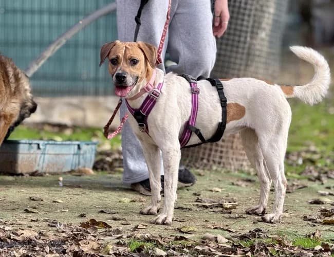 Tania punto, female 3yo Mixed Breed for adoption at ALBA Protectora Madrid, Madrid