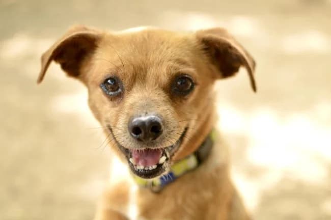 Tifon t, male 5yo Mixed Breed for adoption at ALBA Protectora Madrid, Madrid