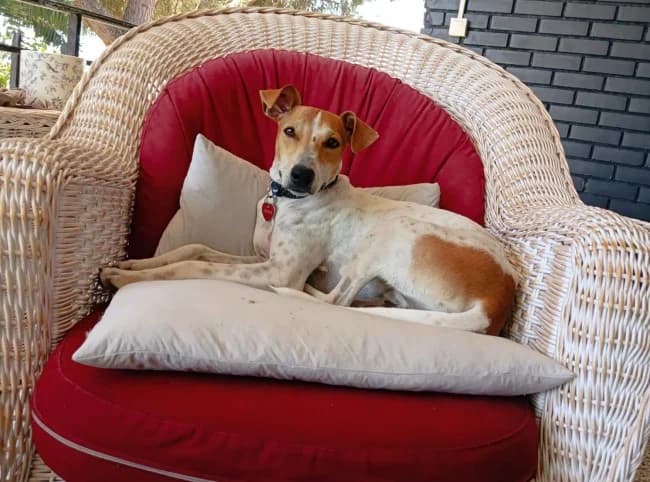 Tofu arga, male young Mixed Breed for adoption at ALBA Protectora Madrid, Madrid