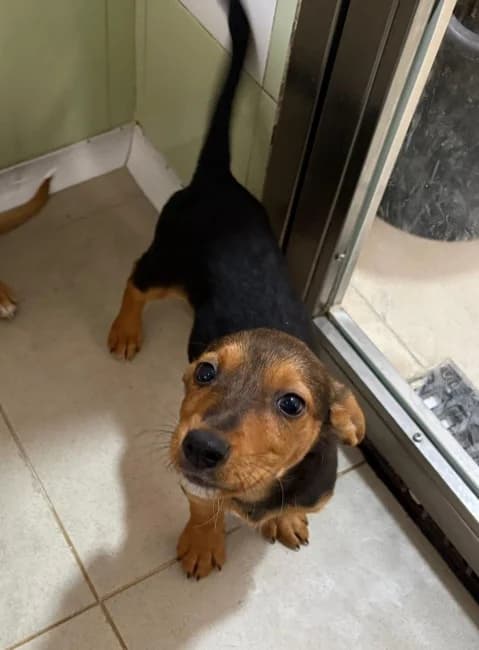 Tom union, male puppy Mixed Breed for adoption at ALBA Protectora Madrid, Madrid